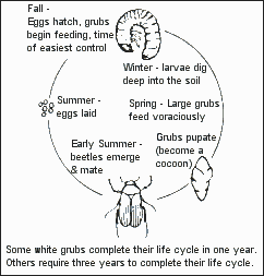 grub life cycle